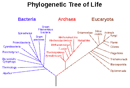 http://upload.wikimedia.org/wikipedia/commons/thumb/7/70/Phylogenetic_tree.svg/450px-Phylogenetic_tree.svg.png